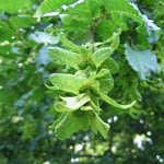0072pic_fruechte_gr