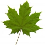 0056pic_blatt_gr