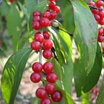 0175pic_fruechte_gr
