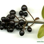 0357pic_fruechte_gr