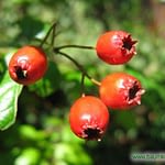 0300pic_fruechte_gr