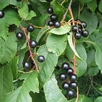0062pic_fruechte_gr