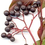 0189pic_fruechte_gr