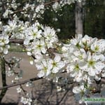 0146pic_bluete_gr