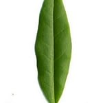 0357pic_blatt_gr
