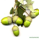 0001pic_fruechte_gr