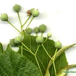 0020pic_fruechte_gr