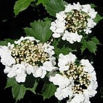 0199pic_bluete_gr