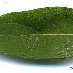 0175pic_blatt_gr