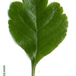 0300pic_blatt_gr