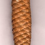 0092pic_fruechte_gr
