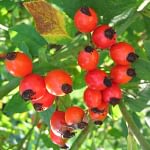 0174pic_fruechte_gr