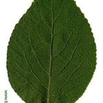 0247pic_blatt_gr