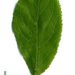 0146pic_blatt_gr