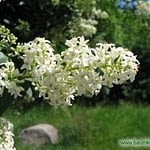 0357pic_bluete_gr