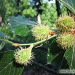 0074pic_fruechte_gr