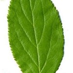 0166pic_blatt_gr