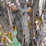 0247pic_rinde_gr