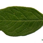 0173pic_blatt_gr