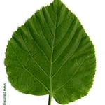 0020pic_blatt_gr
