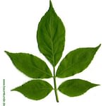 0159pic_blatt_gr