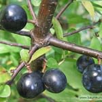 0146pic_fruechte_gr