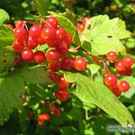 0199pic_fruechte_gr