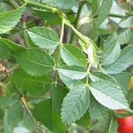 0174pic_blatt_gr