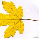 0055pic_herbst_gr