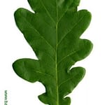 0001pic_blatt_gr