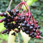 0159pic_fruechte_gr