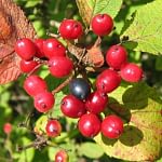 0247pic_fruechte_gr