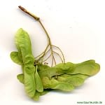 0055pic_fruechte_gr